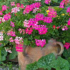 pink pelargoniums in pot