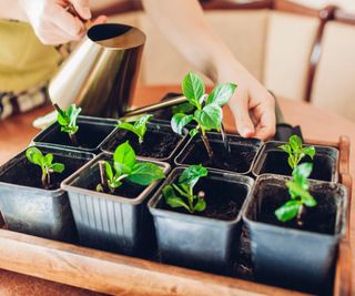 Hands watering a tray of propagated hydrangea cuttings with a watering can