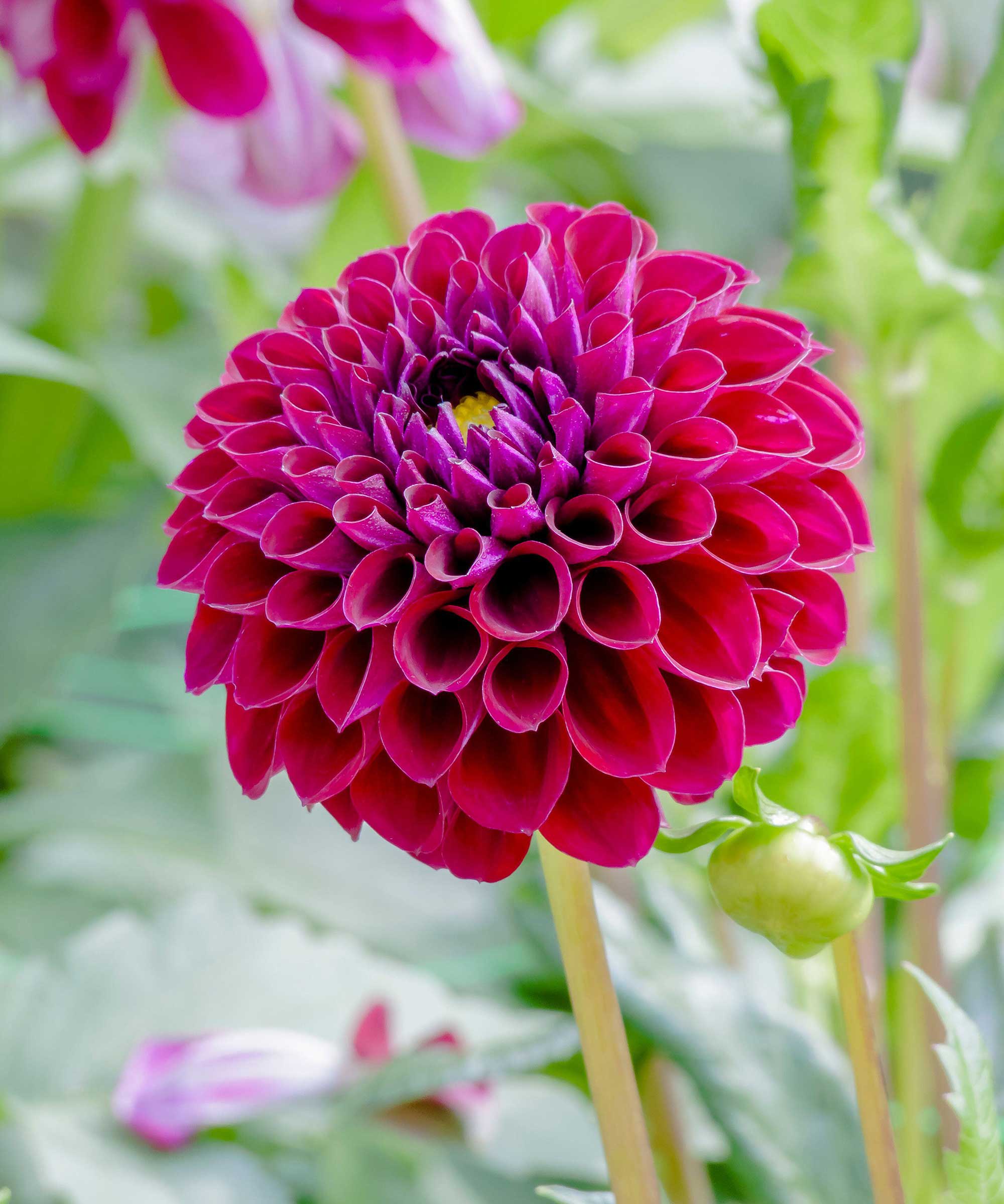 Dahlia &#039;Ivanetti&#039; flower close-up