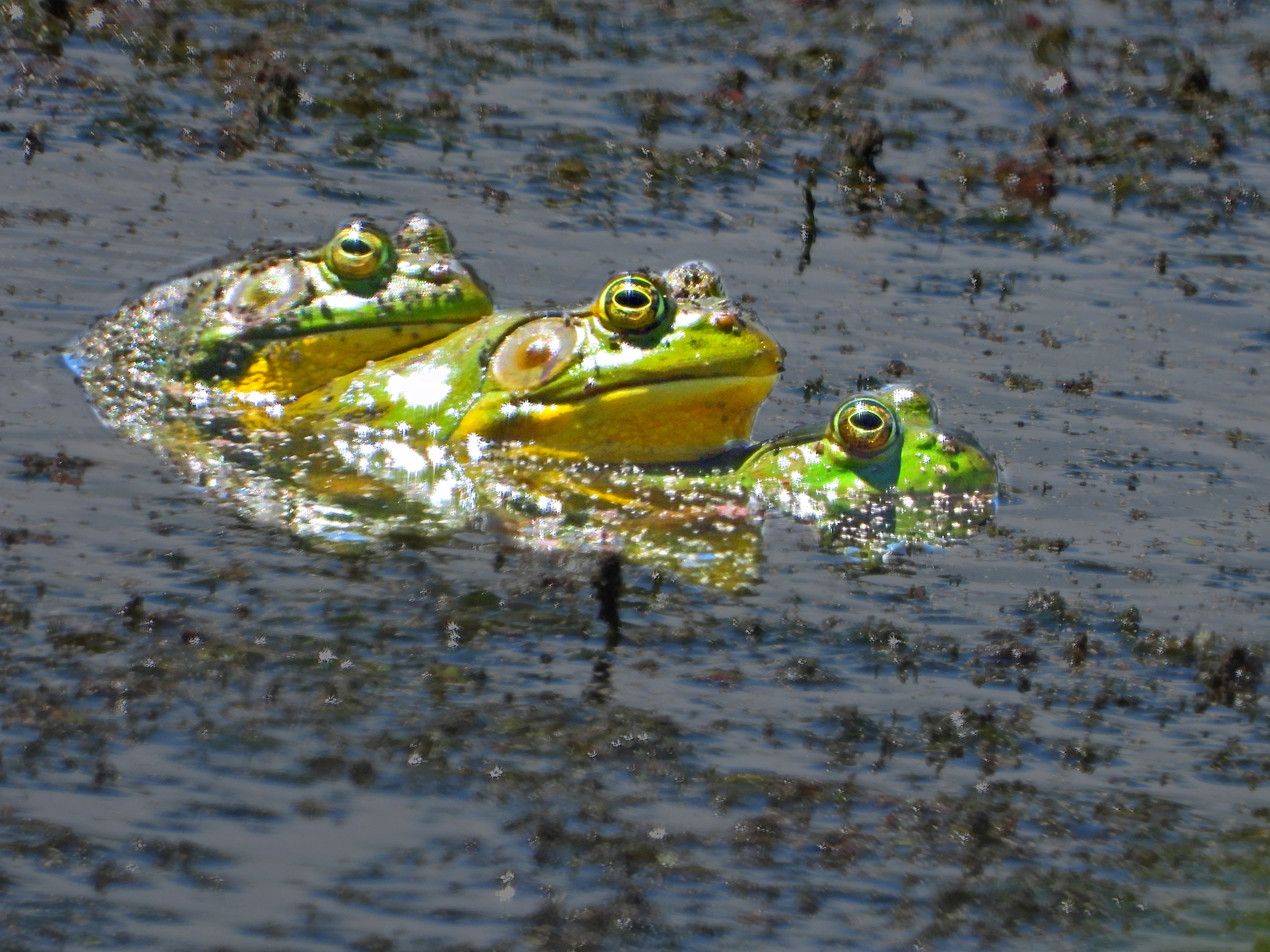 GuruShots - Nature&rsquo;s Masterpiece 2026