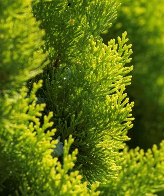 A close-up shot of a lime green arborvitae bush with small spikes around the leaves