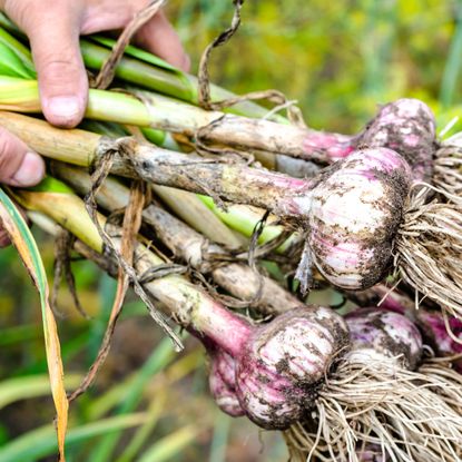 Gardener holds freshly harvested garlic bulbs