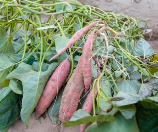 Sweet potato tubers harvested attached to the plant