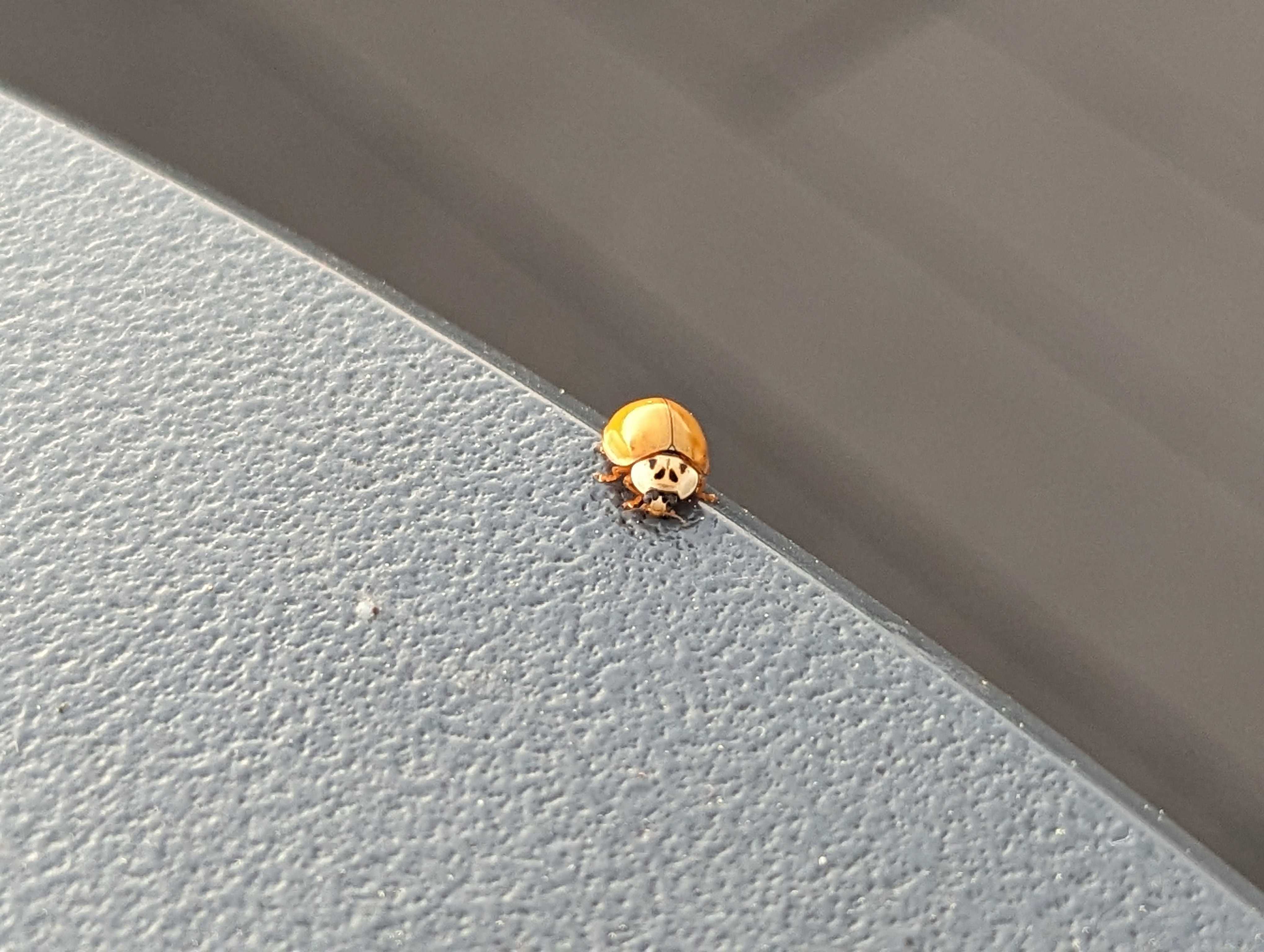2x zoom of a ladybug on a table