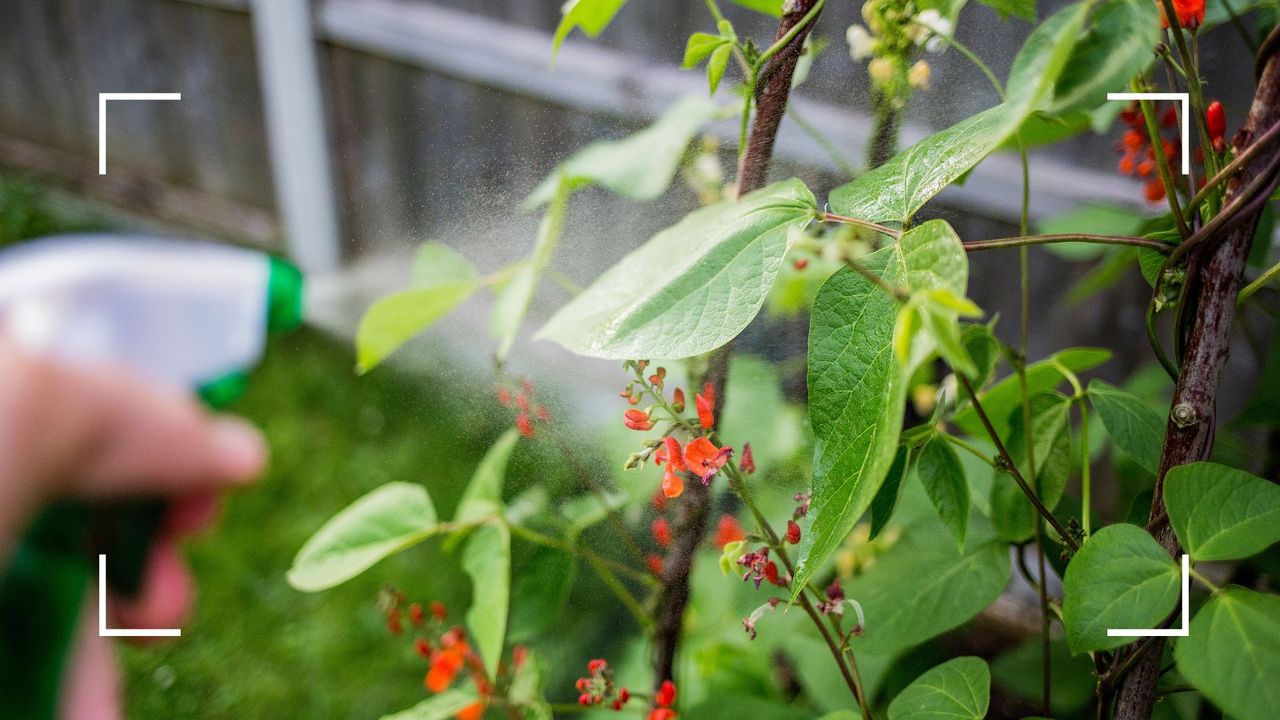 picture of person spraying outdoor plants with a spray bottle 