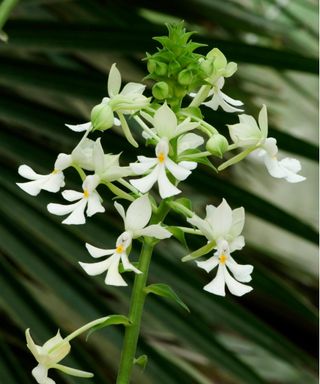 Mayflower orchid