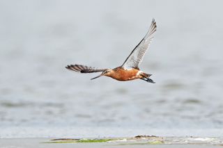 Bar-tailed godwits are impressive flyers, scaling thousands of miles without stopping.