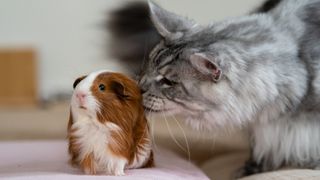 Cat sniffing guinea pig