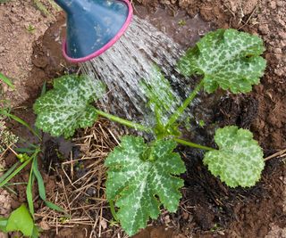 watering squash plant