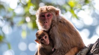 a rhesus macaque sitting on a tree branch in a forest holding an infant