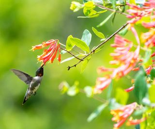 hummingbird feeding on Major Wheeler Lonicera