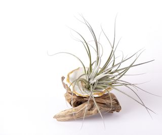 Air plant in a shell on white background
