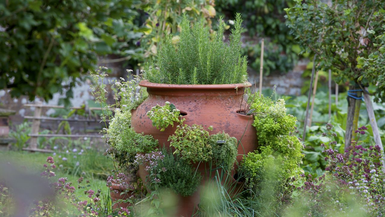 herb garden in a pot in herb garden