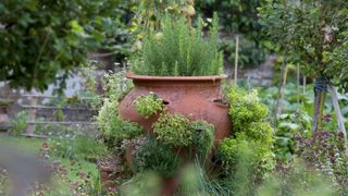 herbs growing in a pot in herb garden