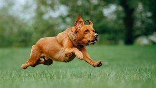 fox red labrador running fast