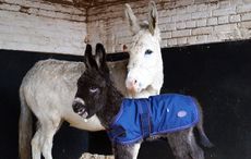 donkey foal