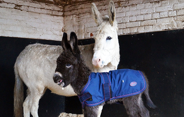 donkey foal