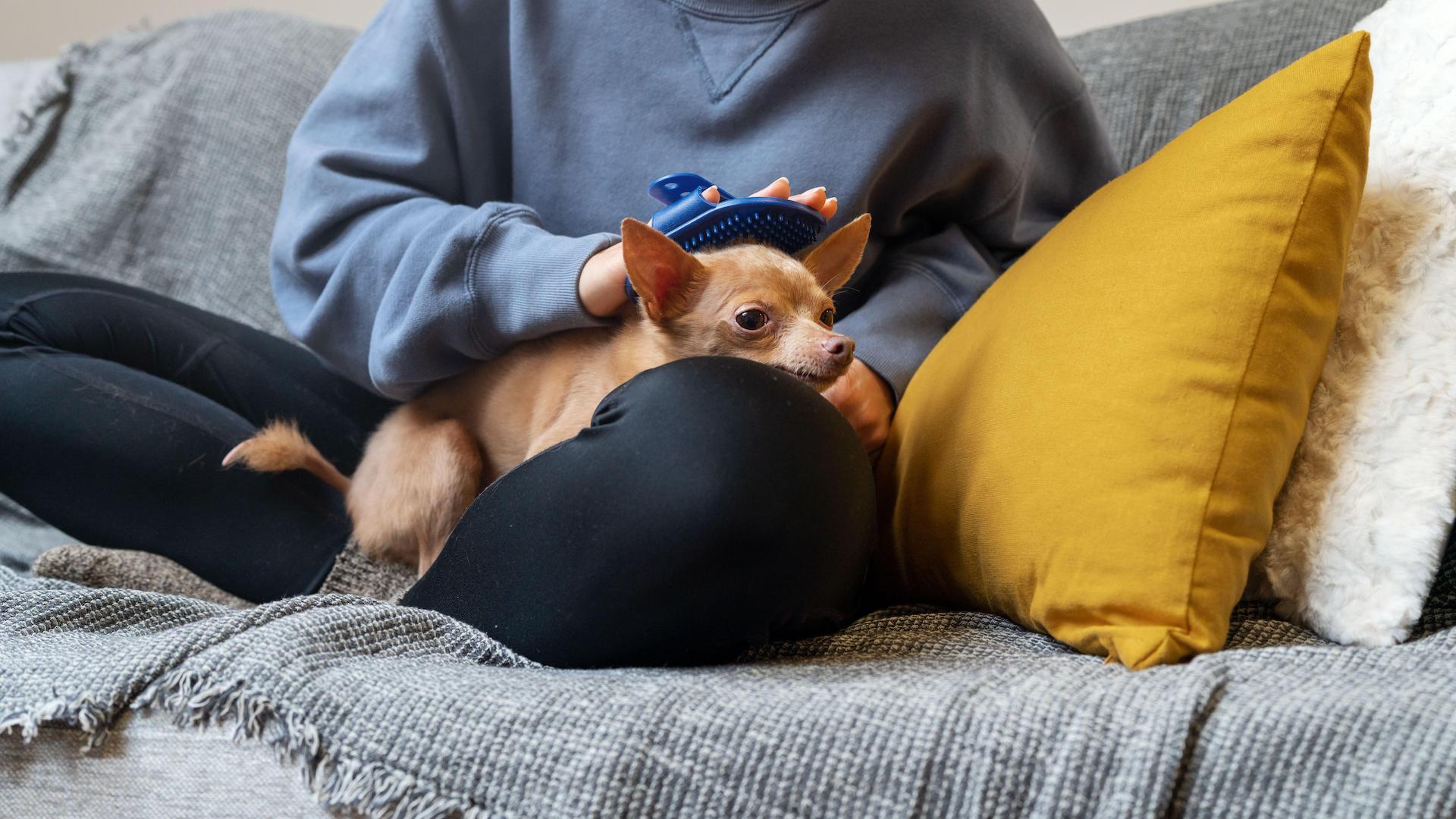 Pet dog having massage