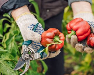 Harvesting red peppers with hand pruners