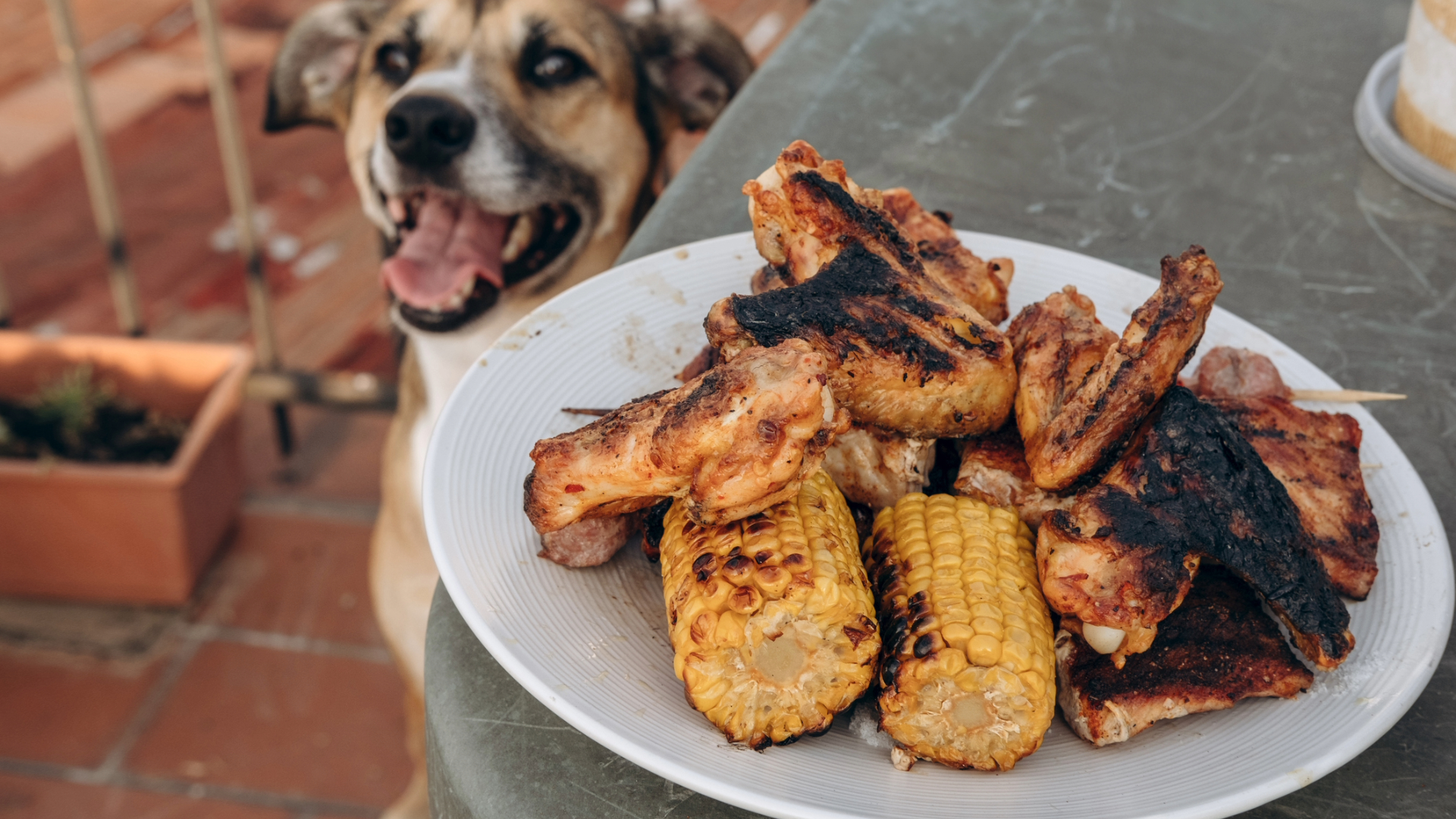 A dog eyeing up some BBQ food on a plate