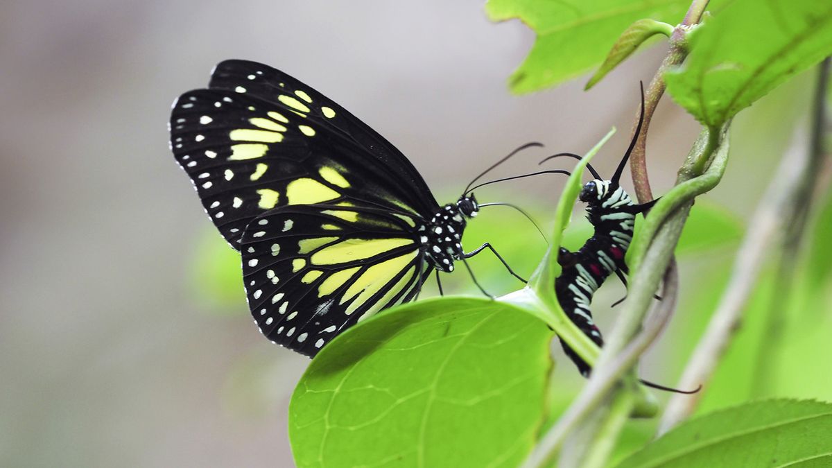 Parantica cleona, an Indonesian butterfly, contemplates its next meal.