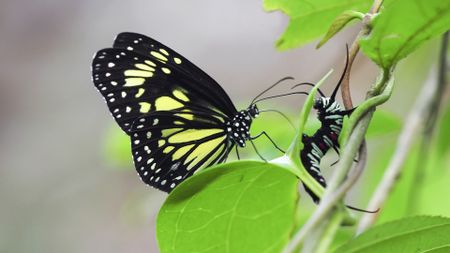 Parantica cleona, an Indonesian butterfly, contemplates its next meal.