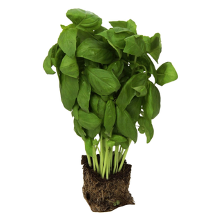 A potted basil plant