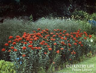 Gertrude Jekyll's garden at Munstead Wood - photographed in 1912 (©Country Life Picture Library)