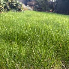 Long grass lawn in garden
