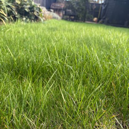 Long grass lawn in garden