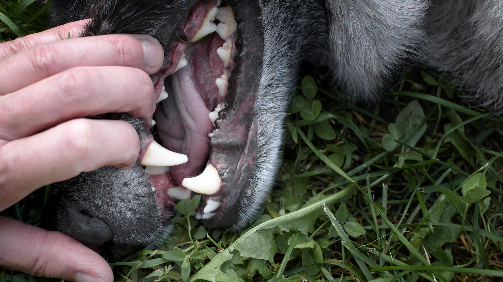 Inspecting dogs gums