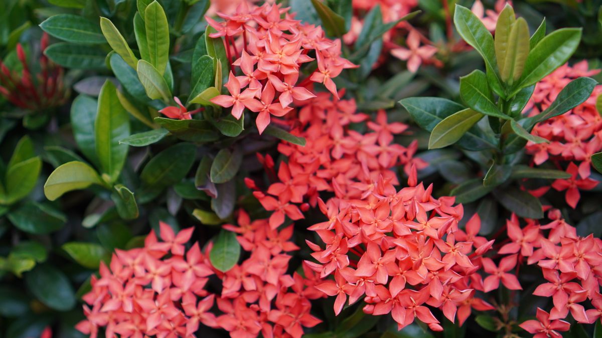 How to grow ixora – for a flowering shrub that will dazzle