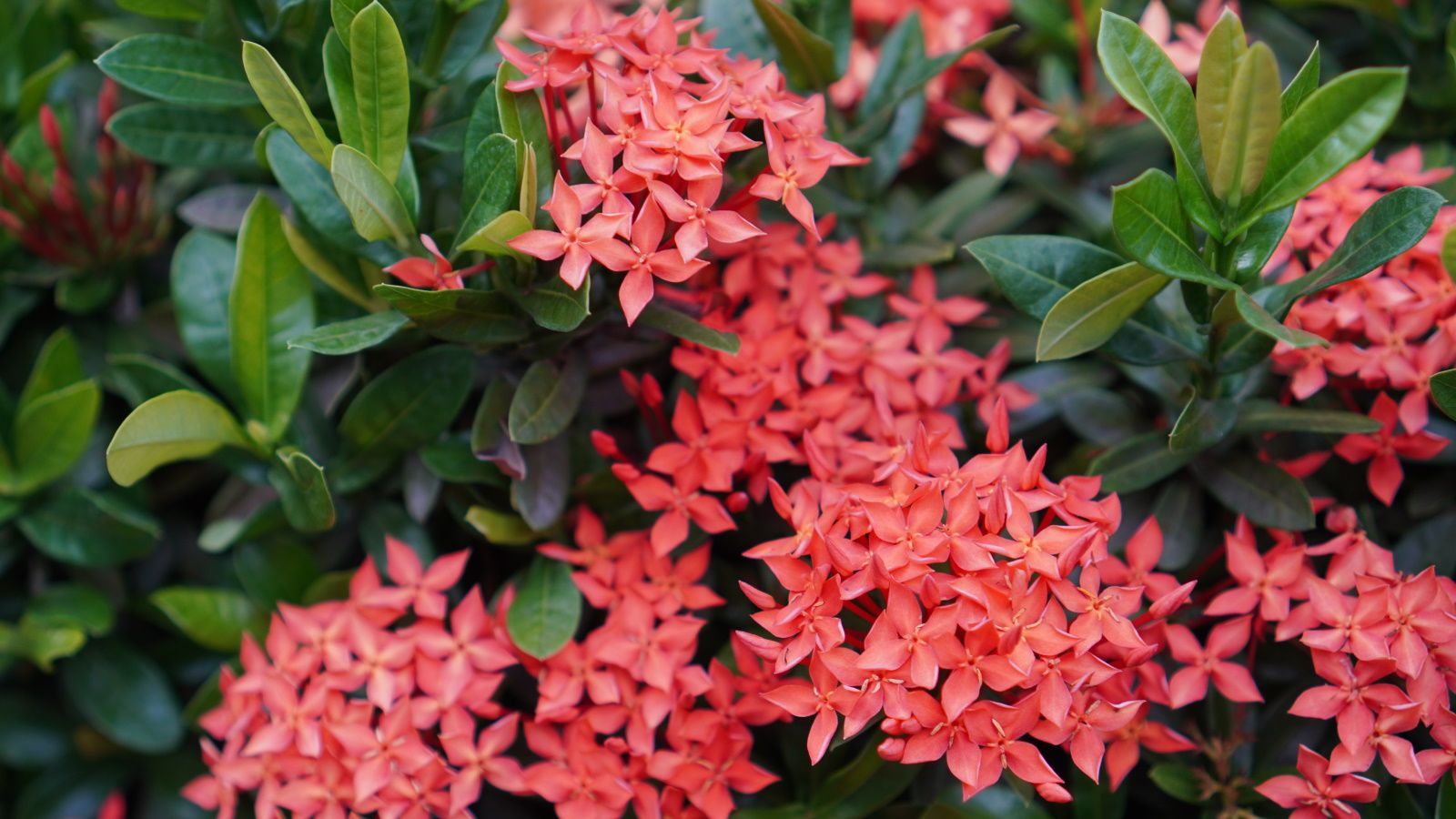 How to grow ixora: advice on growing this tropical shrub
