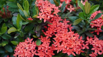 Ixora shrub with red blooms