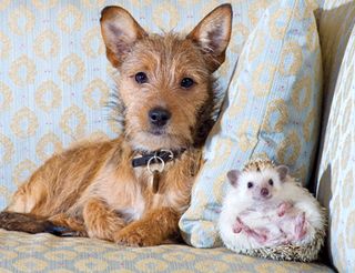 Hedgehog and Dog