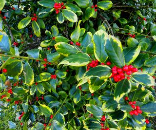 evergreen holly tree with red berries