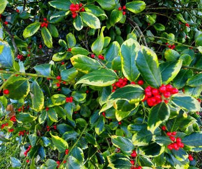 Fast-growing Evergreen Trees To Transform Your Landscape 