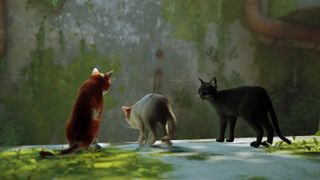 Stray mods, three cat breeds