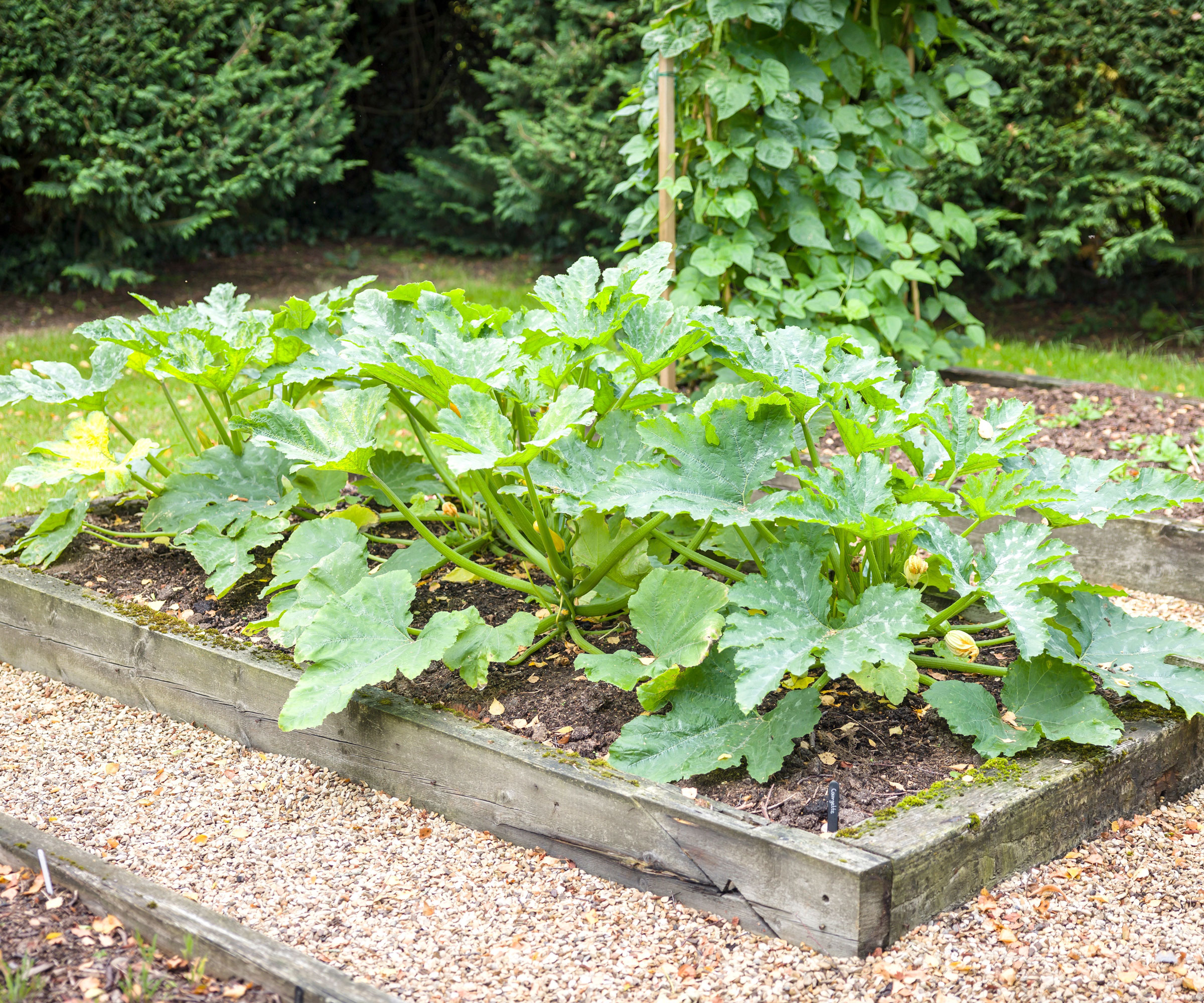 raised beds with courgette plants and gravel walkway
