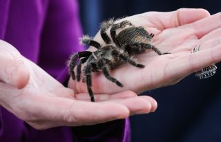 Catherine, Duchess of Cambridge handles a tarantula called Charlotte