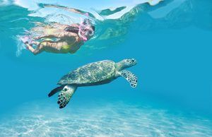 Swimming with Turtles in Tobago