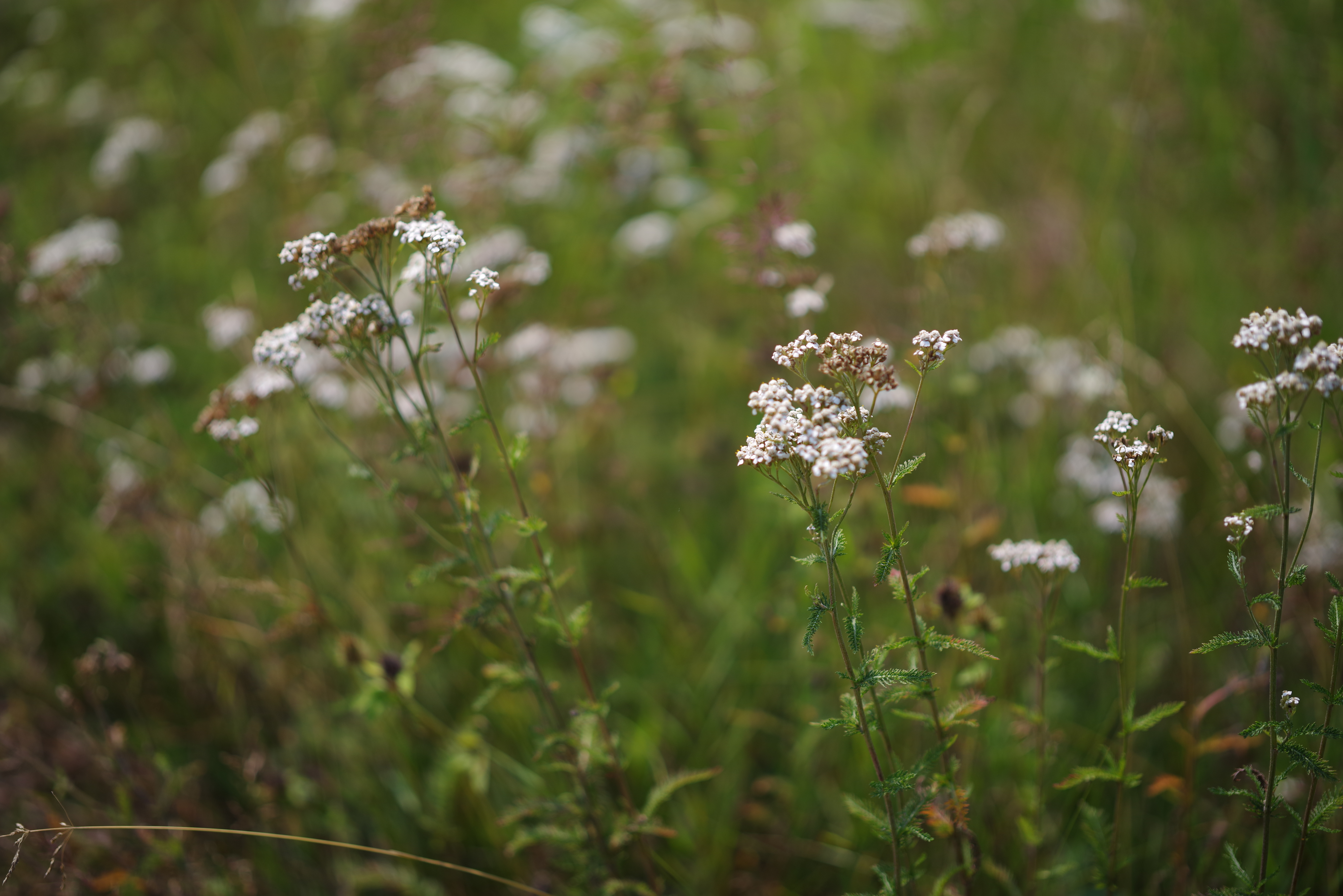 A portrait taken with the Pentax 85mm f/1.4 lens