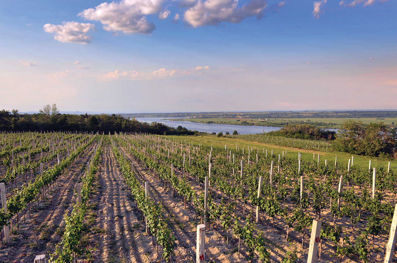 Serbia wine regions