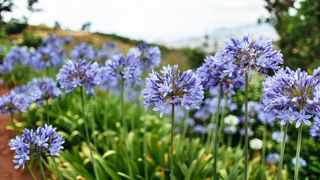 Close up of Agapanthus recommended best plants for every garden by garden designers