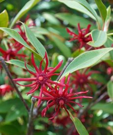 Bright red flowers of the Florida anise shrub in a garden bed