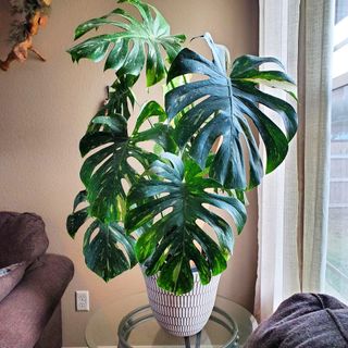 Rare monstera thai houseplant staged in pots