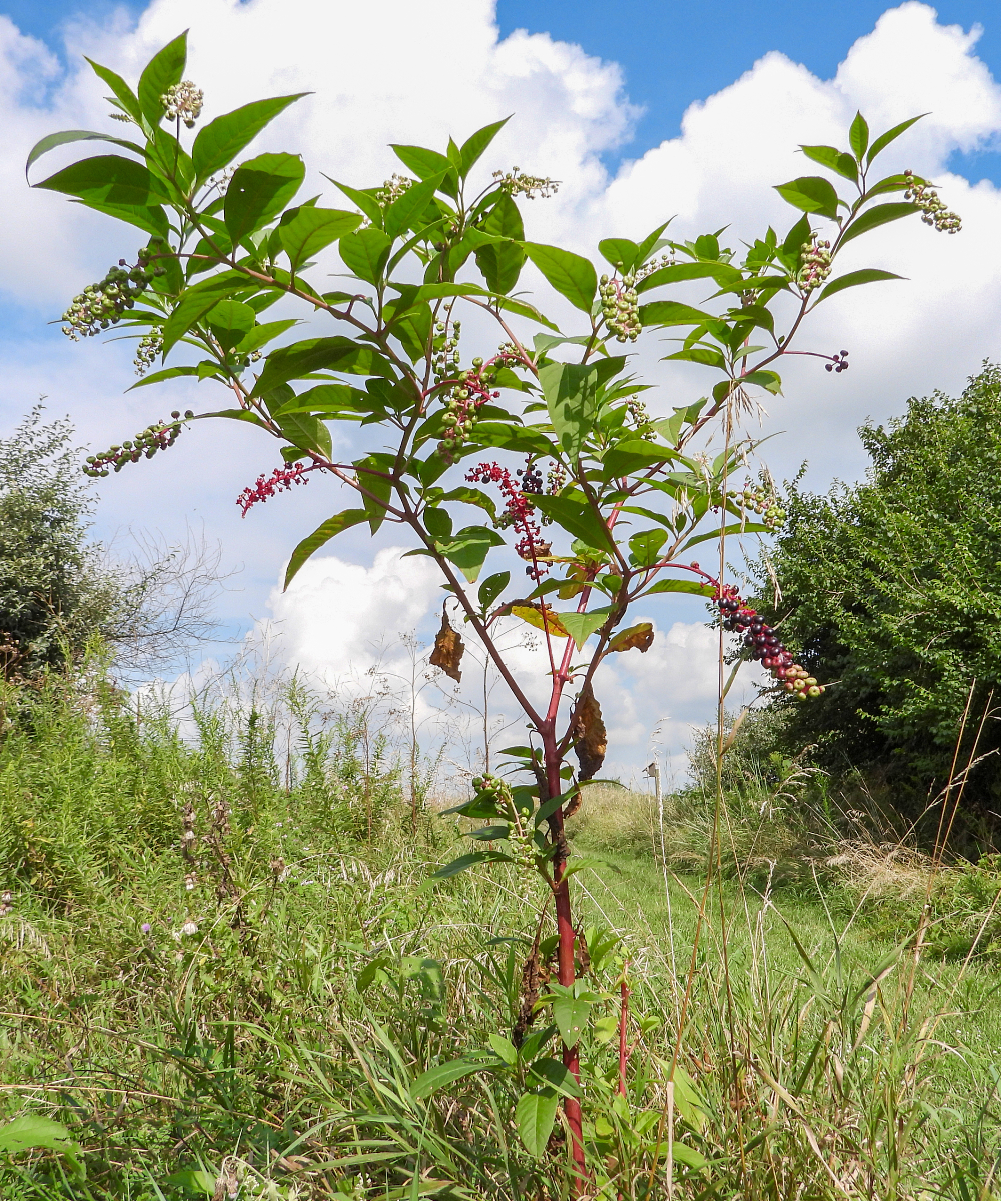 Pokeweed plant in a field
