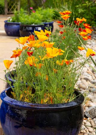 Yellow California poppy in a large blue pot