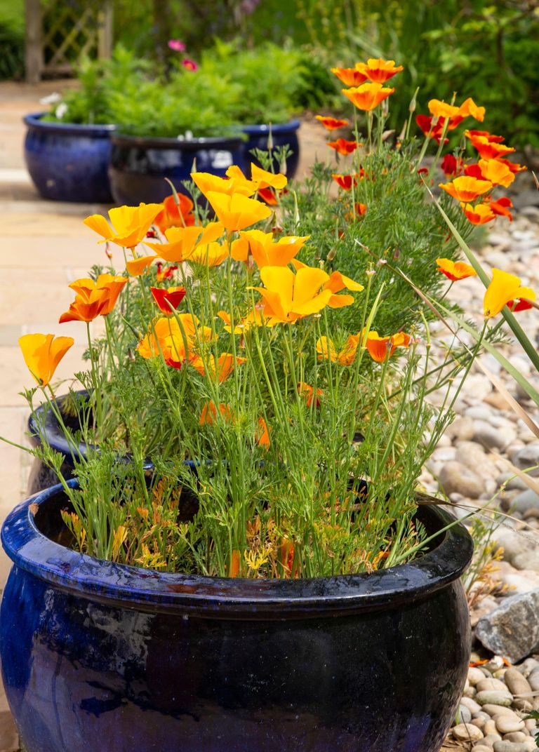 The 8 best flowers to grow in pots in full sun Livingetc