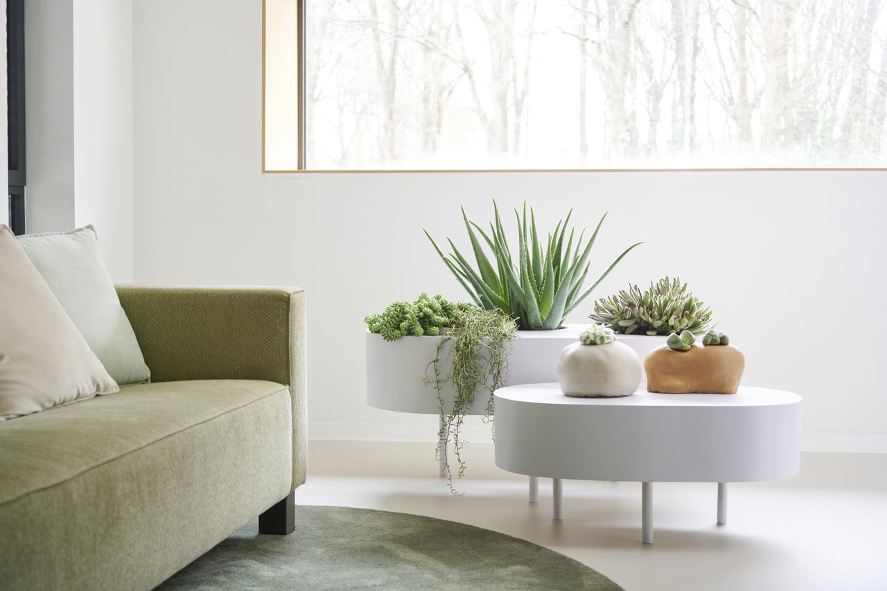 succulents planted on a stylish modern coffee table